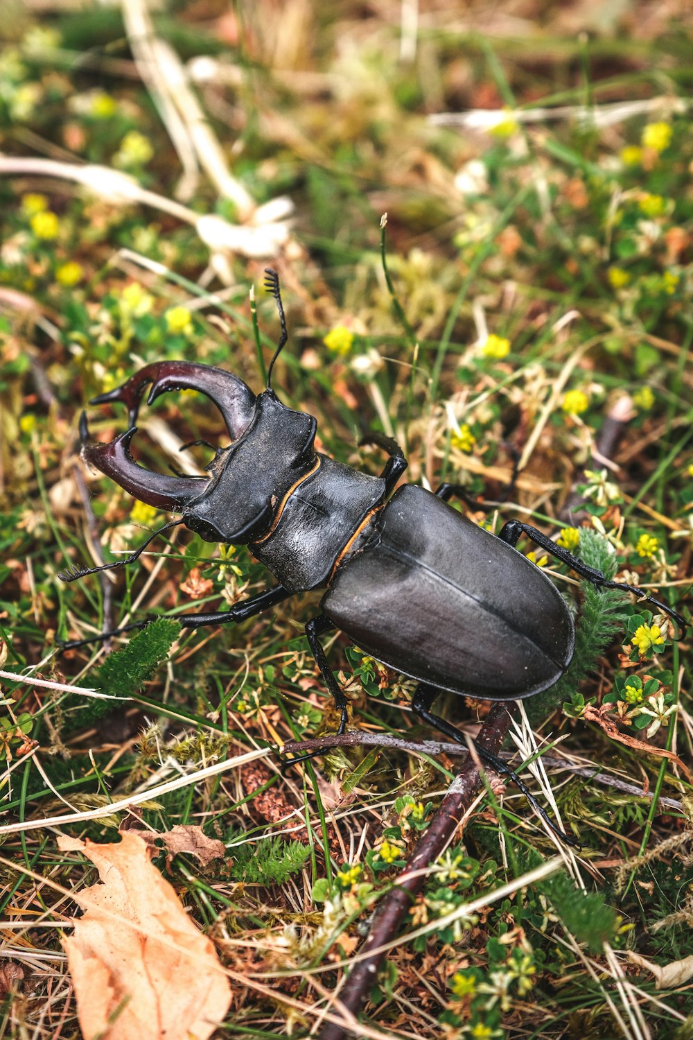 Escarabajo negro en la hierba verde durante el día