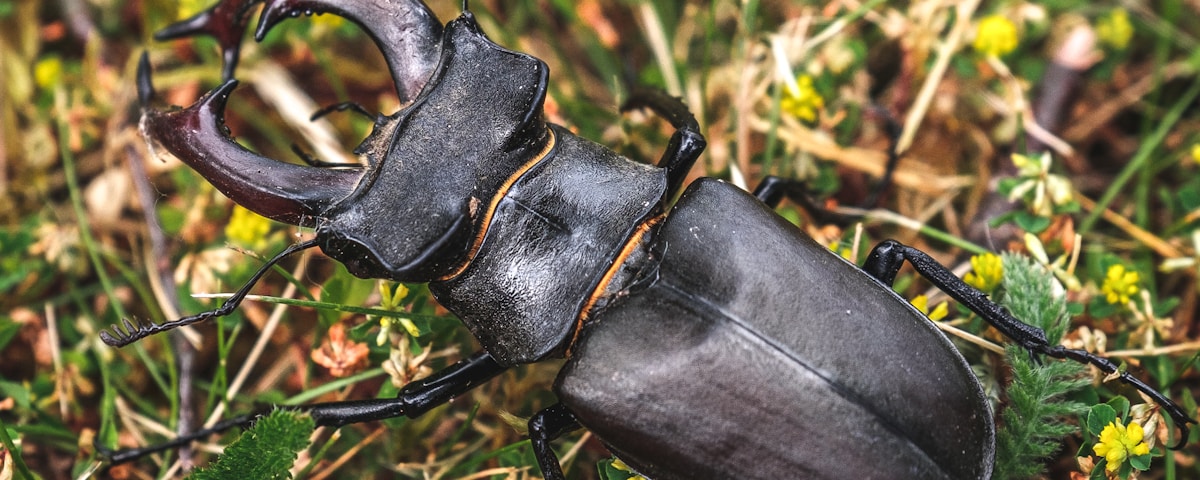 black beetle on green grass during daytime