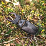 black beetle on green grass during daytime