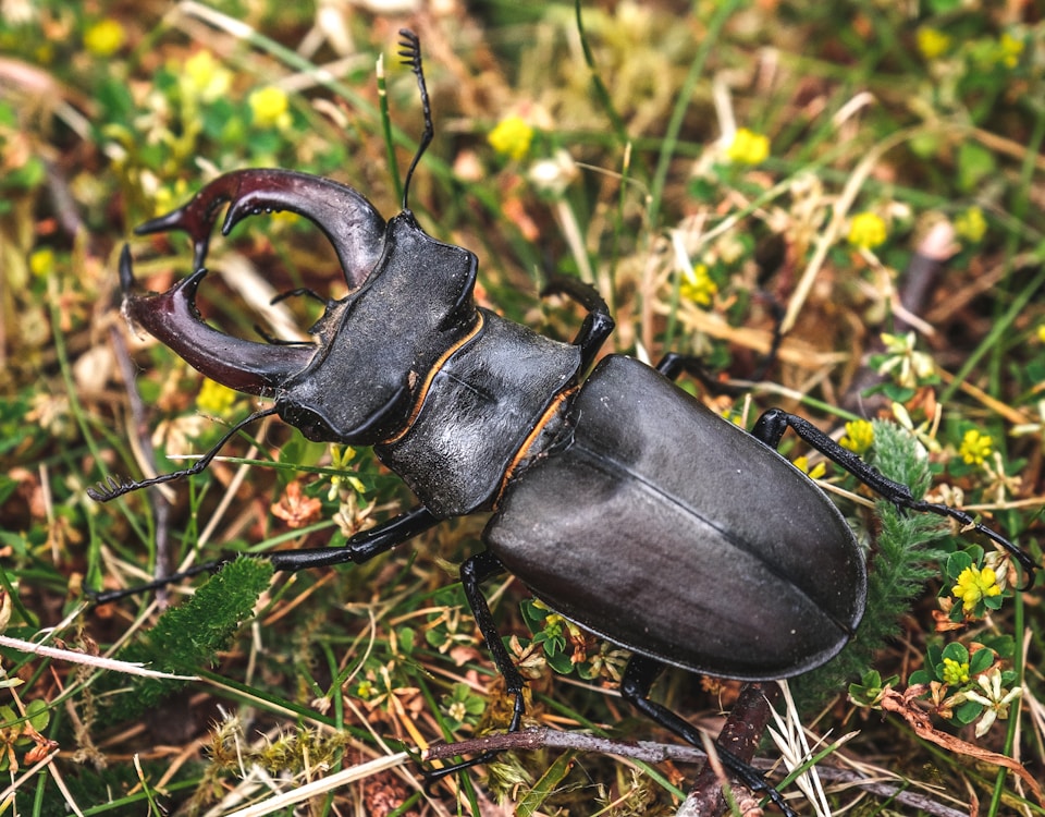 black beetle on green grass during daytime