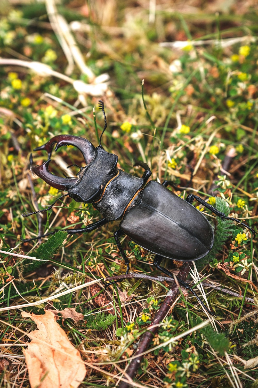 black beetle on green grass during daytime