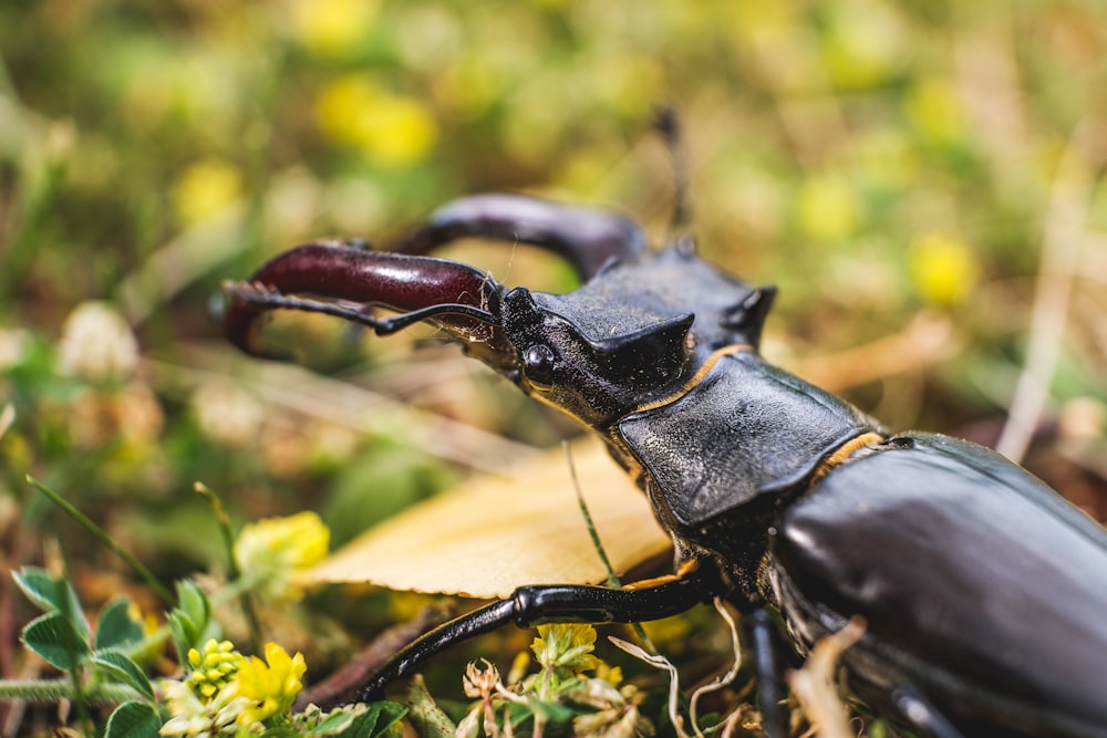 black beetle on brown wood branch during daytime