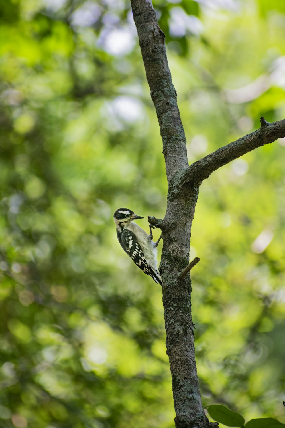 black and white bird on tree branch during daytime