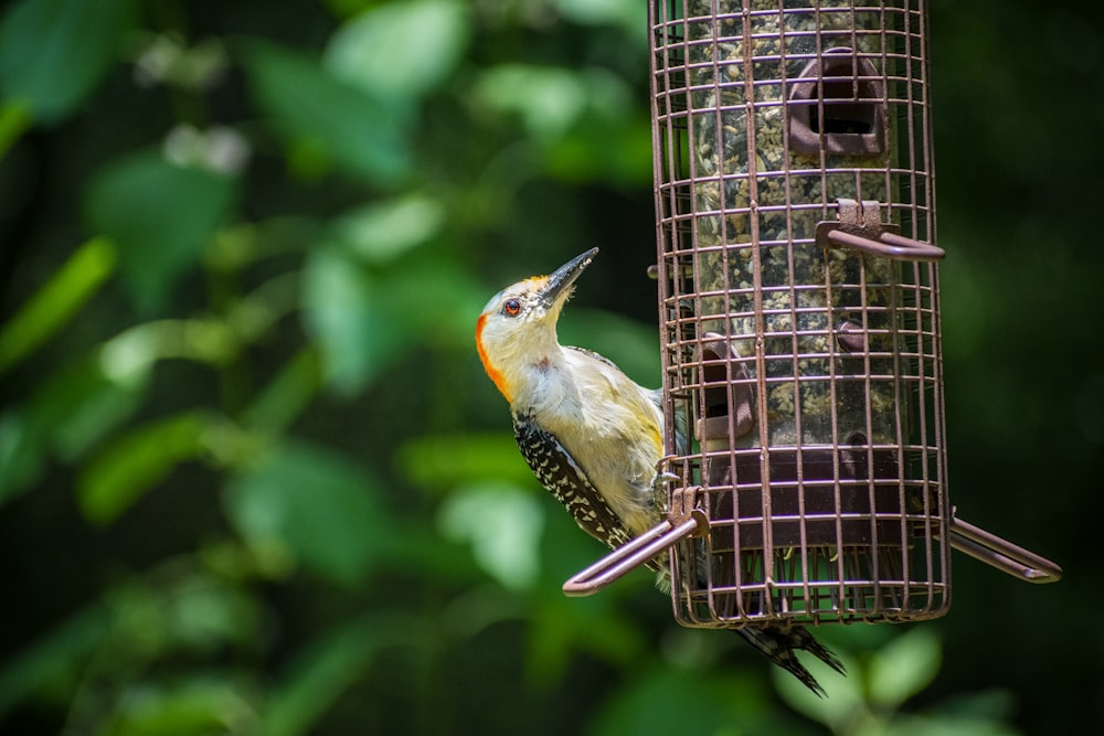 yellow and brown bird on brown bird cage