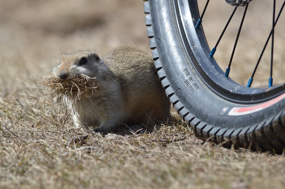 brown rodent on black wheel tire