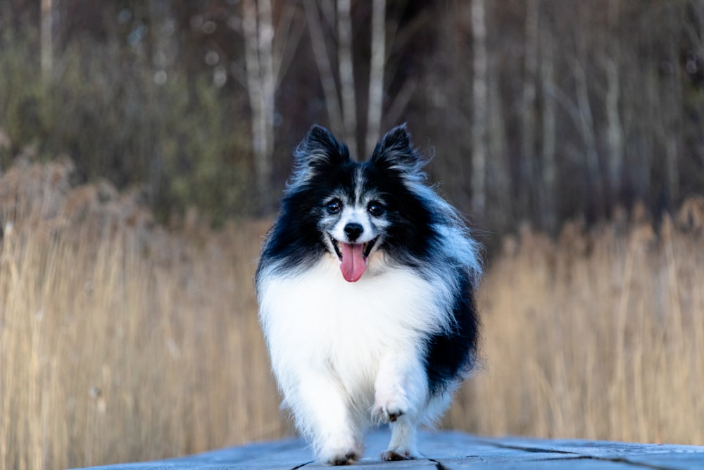 white and black long coat dog on brown wooden fence during daytime