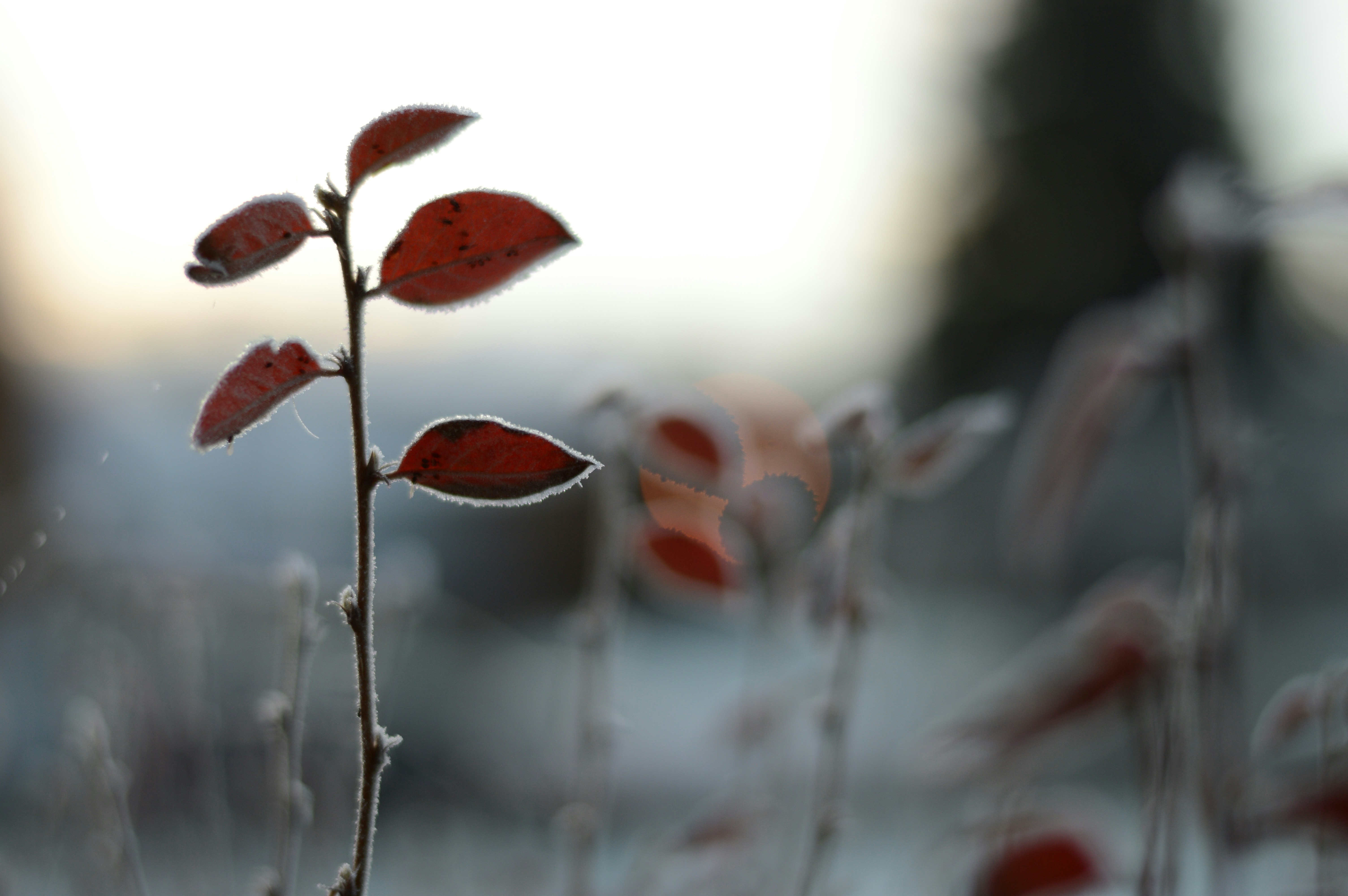 red leaves on snow covered ground