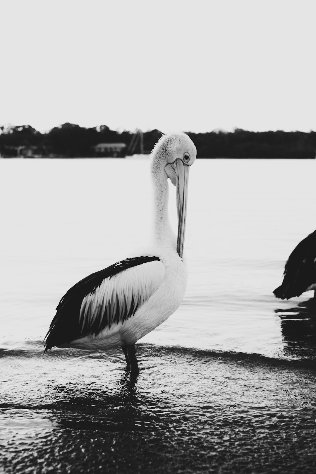 pelican on water during daytime