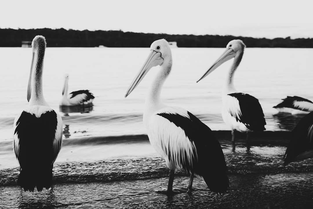 white pelican on body of water during daytime