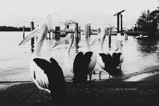 grayscale photo of pelican birds on beach in Noosa Heads QLD Australia