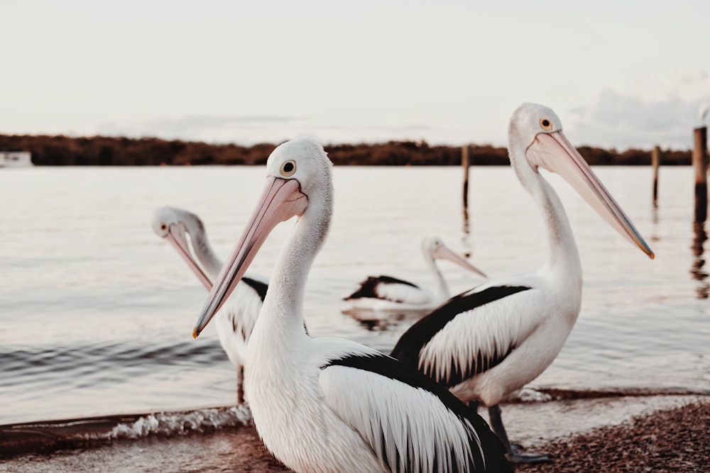 white pelican on brown rock during daytime