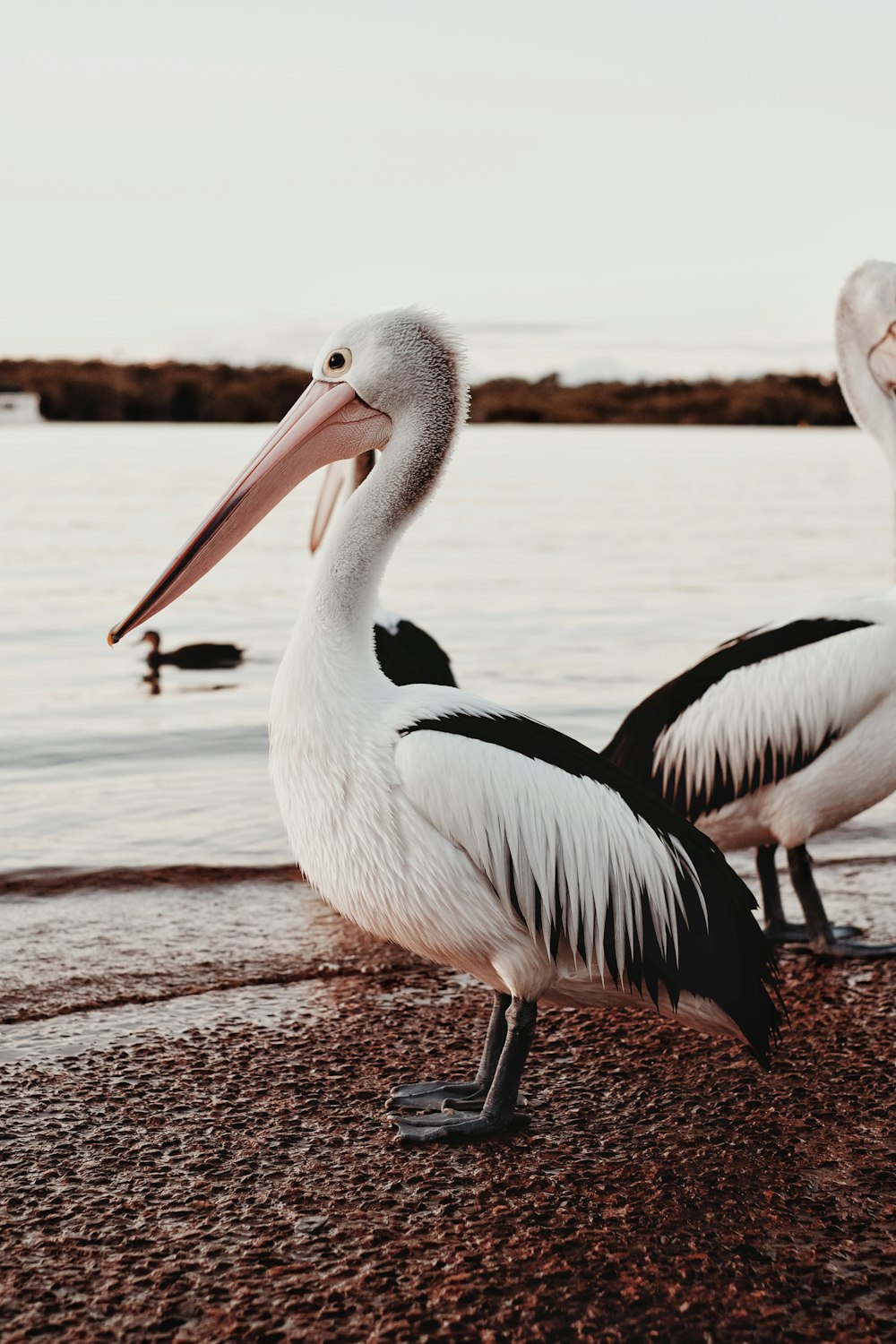 white pelican on brown wooden dock during daytime