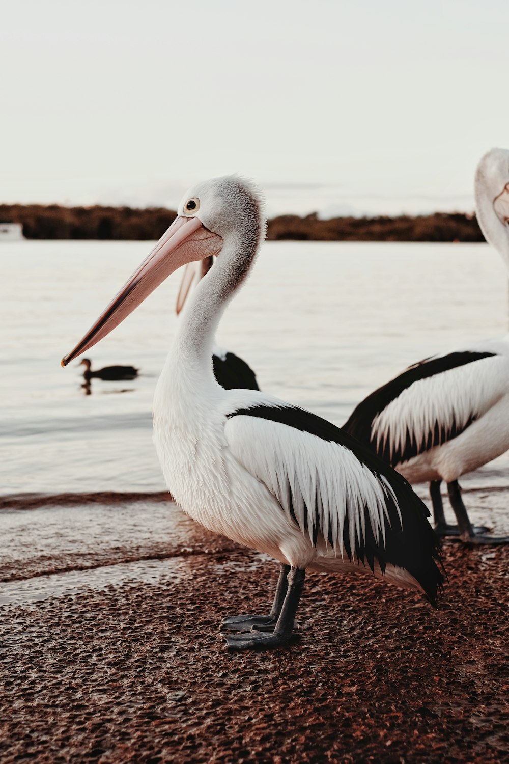 pelicano branco na doca de madeira marrom durante o dia