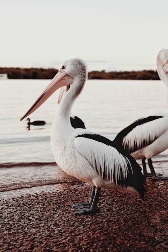 white pelican on brown wooden dock during daytime in Noosa Heads QLD Australia