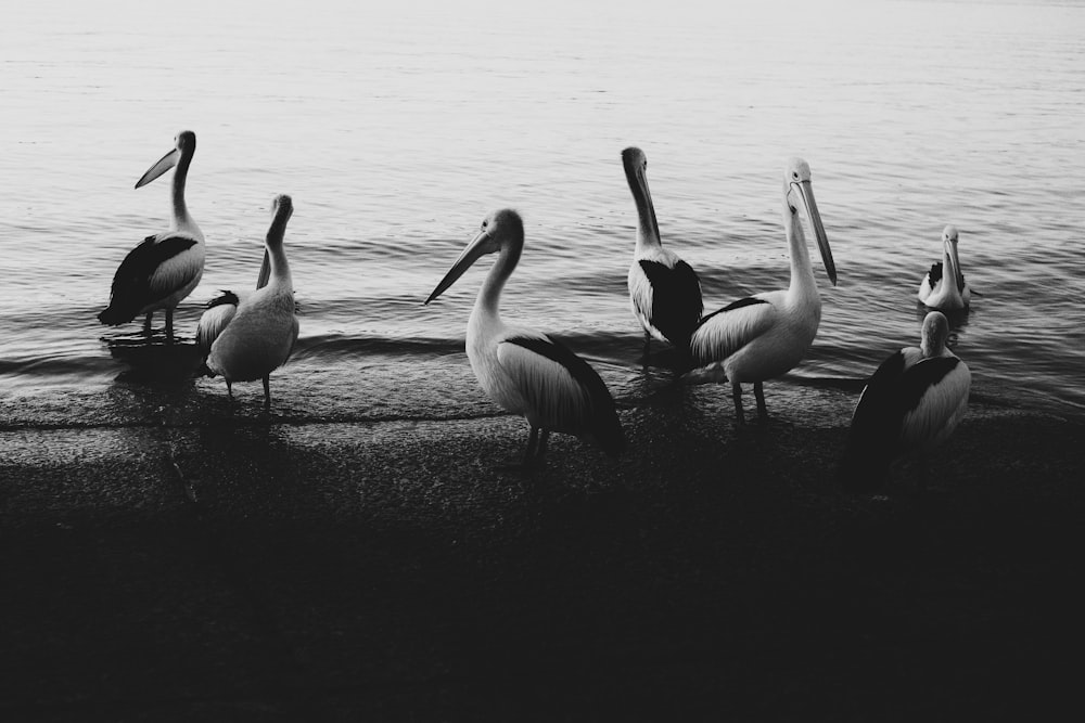 silhouette of flock of pelicans on shore during daytime