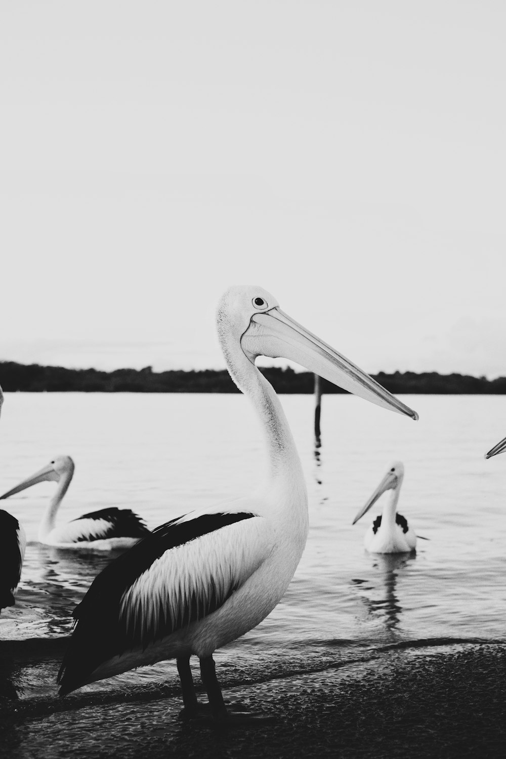 grayscale photo of pelican on water