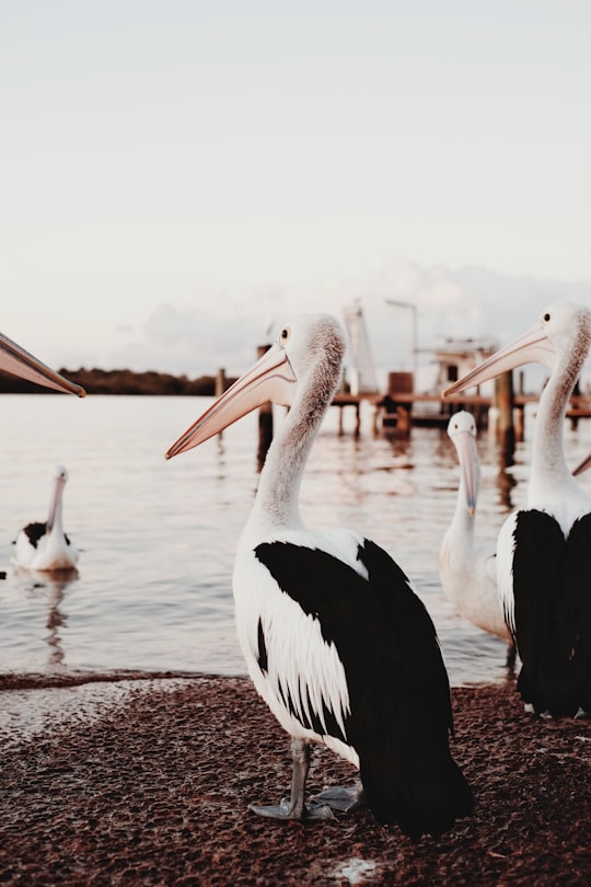 white pelican on body of water during daytime in Noosa Heads QLD Australia