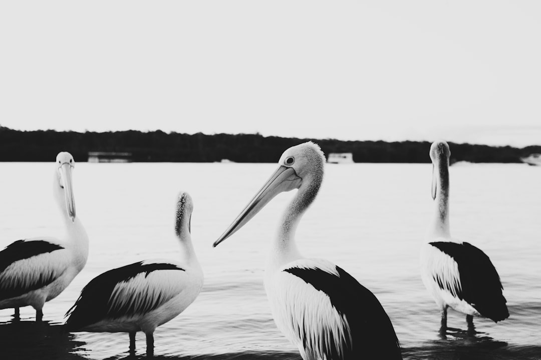 grayscale photography of pelican on water
