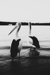 pelican on body of water during daytime