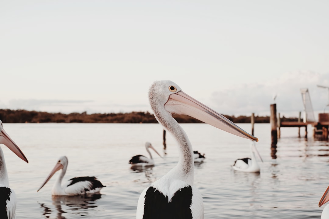 Wildlife photo spot Noosa Heads QLD Noosaville QLD