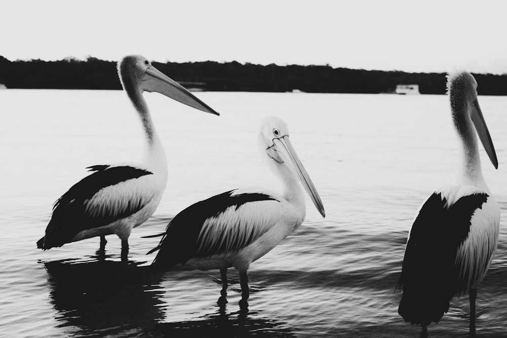 grayscale photo of pelican on water