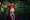 boy in blue academic dress and red academic hat