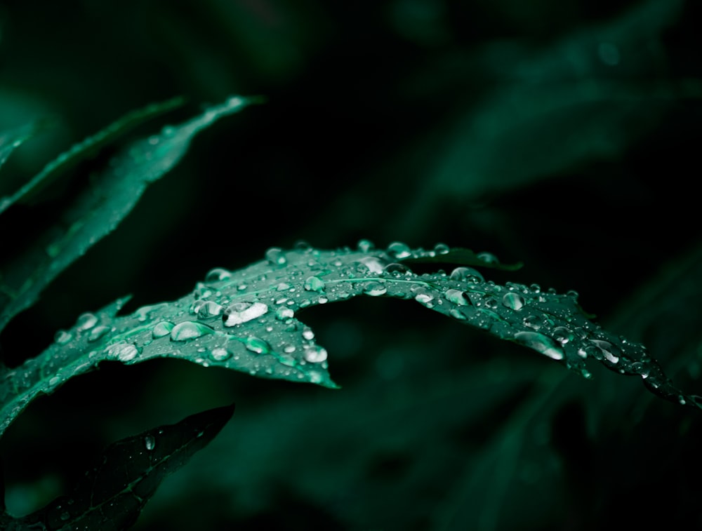 water droplets on green leaf