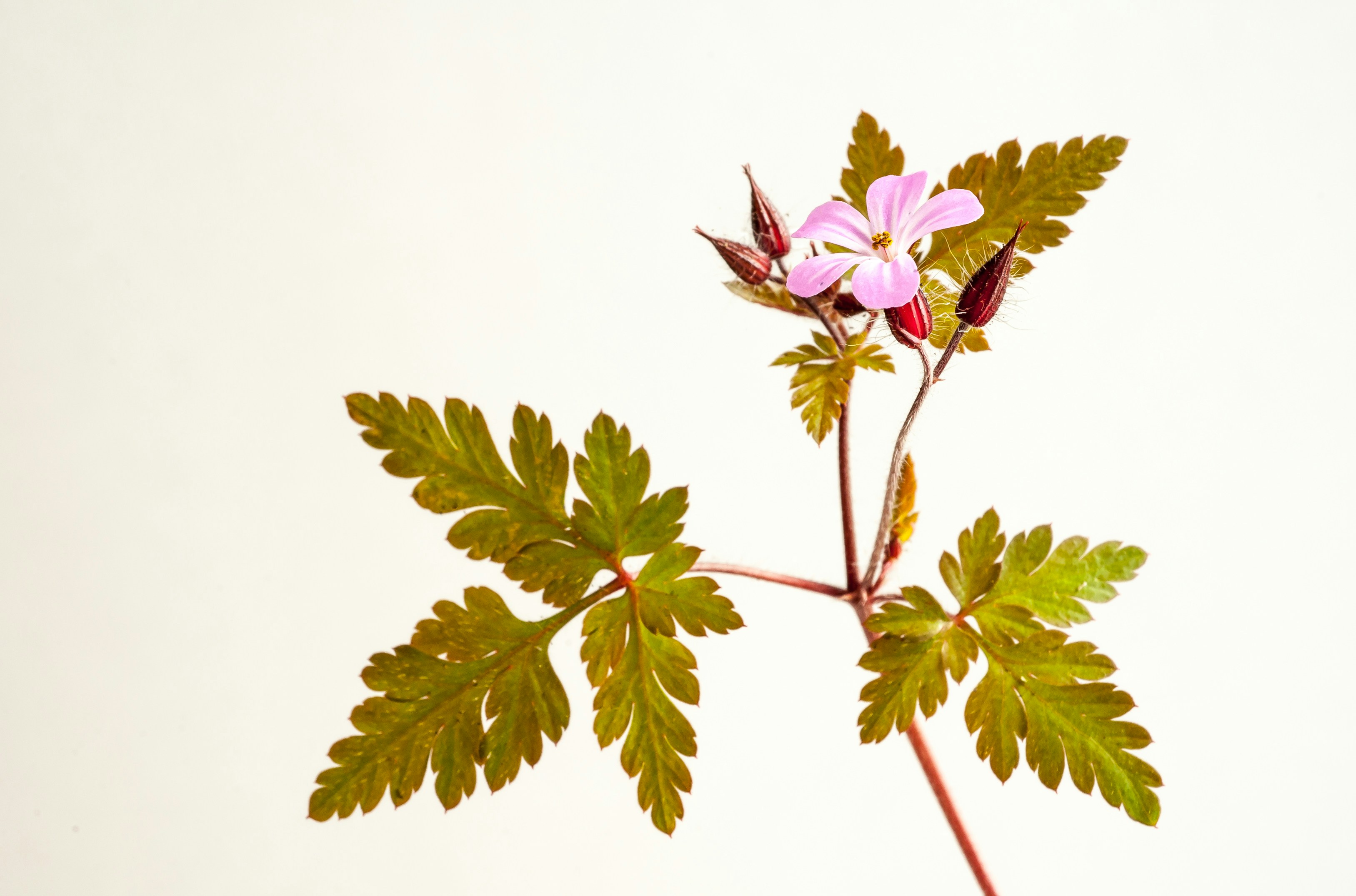 pink and green flower with green leaves