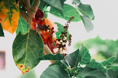 A close-up view of a plant with an assortment of green leaves and a cluster of small, dark fruits or seeds. Some of the leaves exhibit a mix of yellow and orange hues, indicating potential signs of aging or disease.