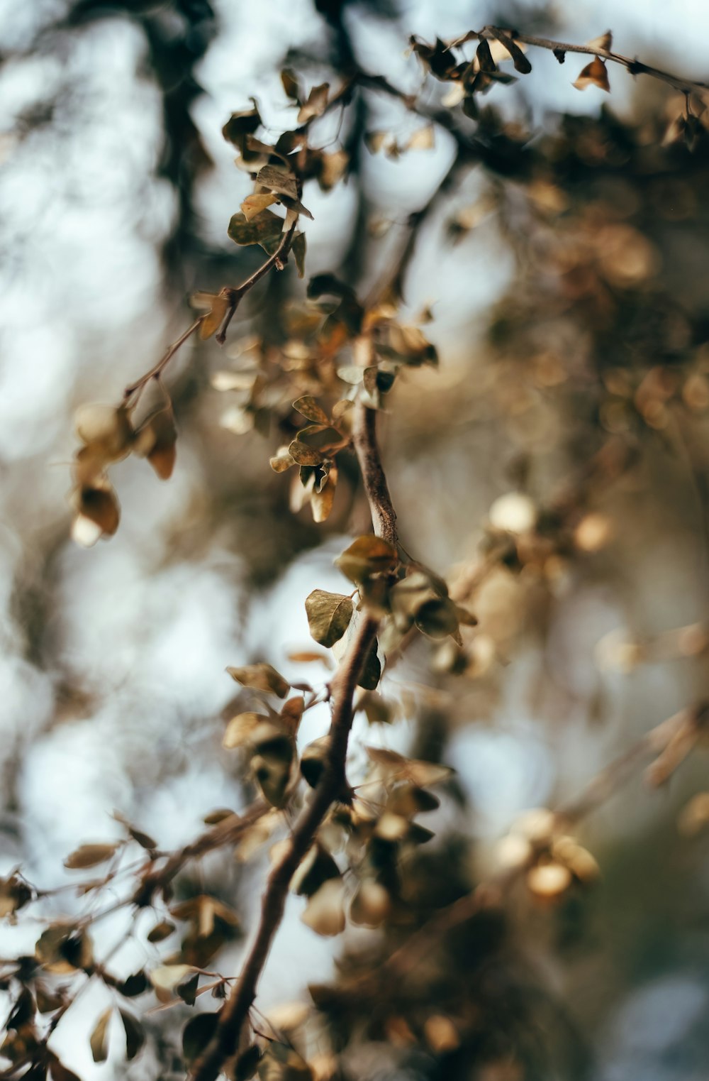 brown and white tree branch