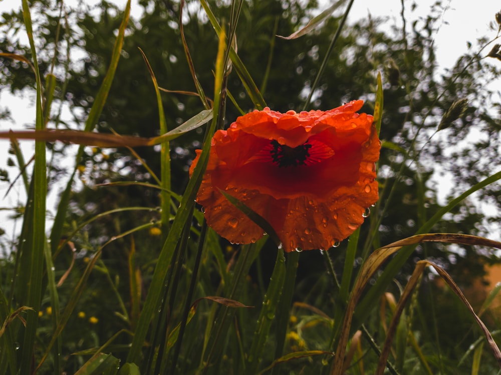 red flower in tilt shift lens