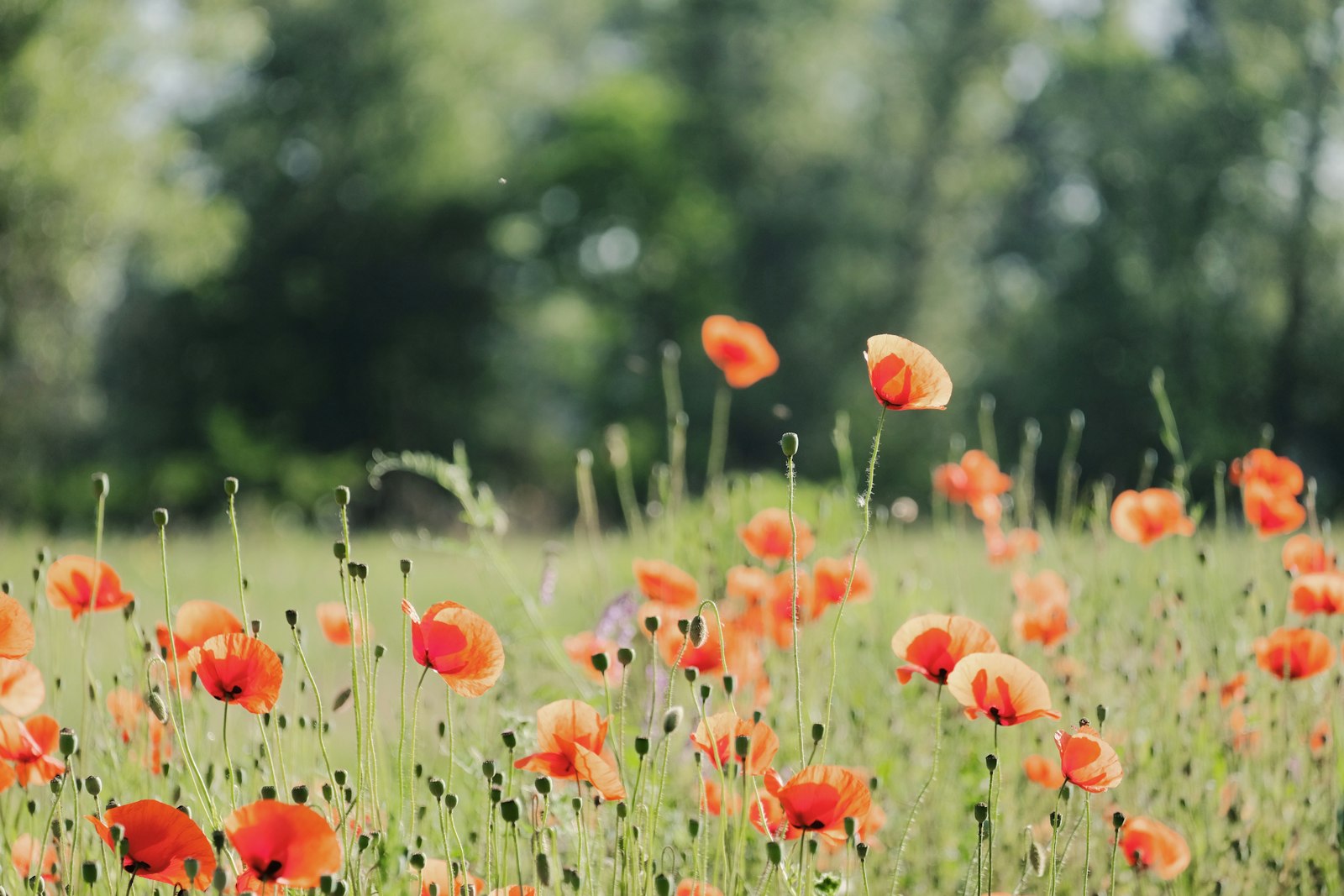 Fujifilm X-T20 + Fujifilm XF 55-200mm F3.5-4.8 R LM OIS sample photo. Red flower field during photography