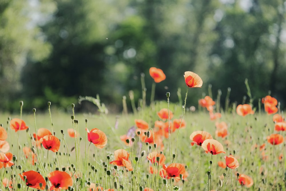 red flower field during daytime