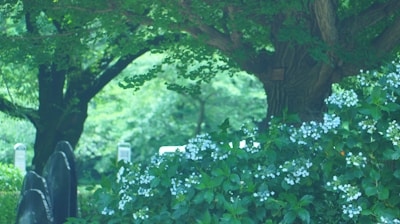 A scene of a lush green garden featuring a large tree with thick branches and dense foliage. Below, clusters of white flowers on green bushes add a touch of brightness. In the background, gravestones are partially visible, blending into the natural setting.