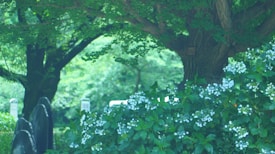 A scene of a lush green garden featuring a large tree with thick branches and dense foliage. Below, clusters of white flowers on green bushes add a touch of brightness. In the background, gravestones are partially visible, blending into the natural setting.
