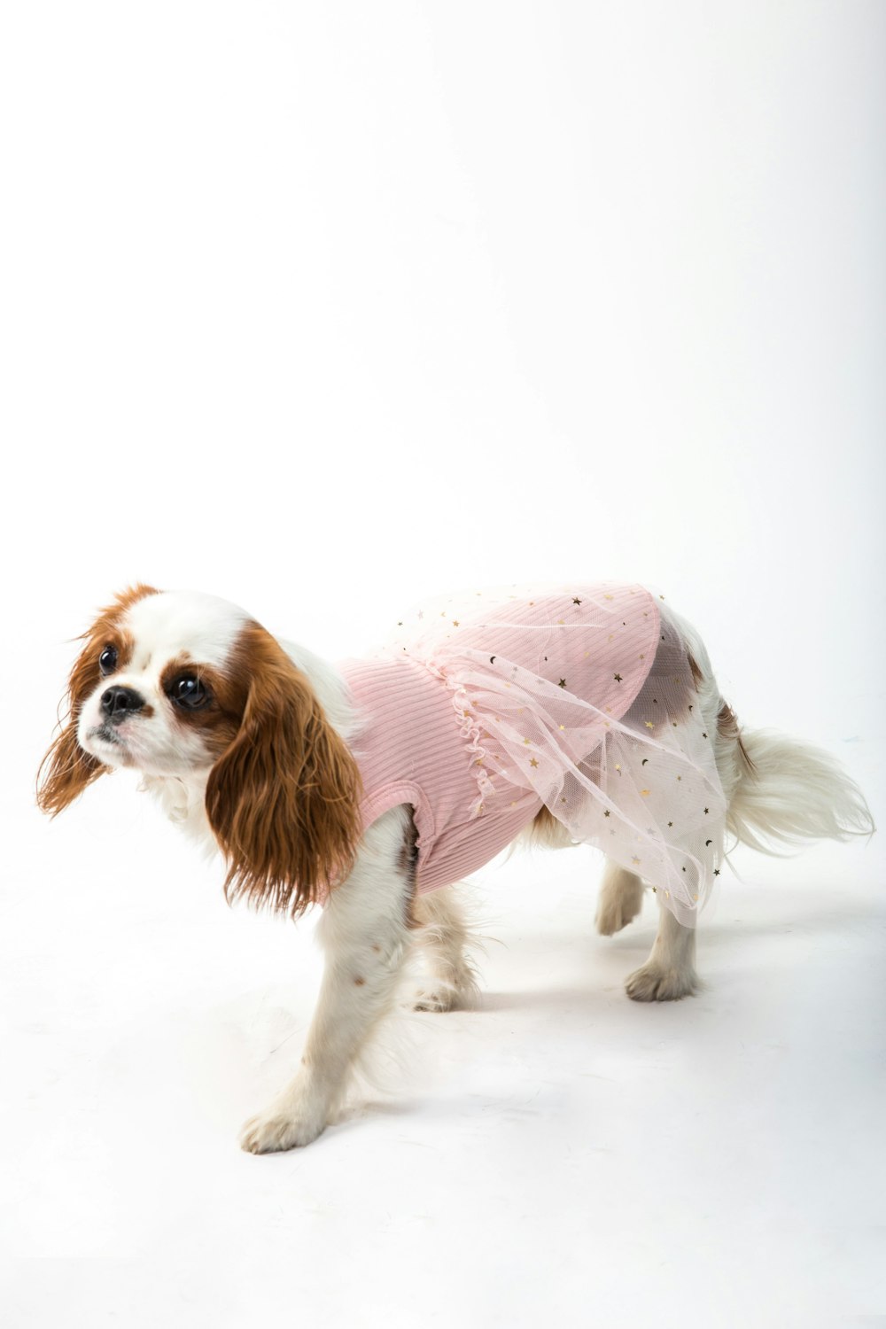 Cane di piccola taglia a pelo lungo bianco e marrone che indossa un vestito rosa