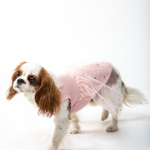 white and brown long coated small dog wearing pink dress