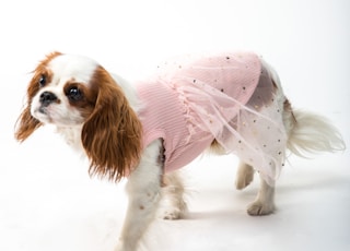 white and brown long coated small dog wearing pink dress