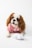 A satisfied customer with a Cavalier King Charles Spaniel toy.
