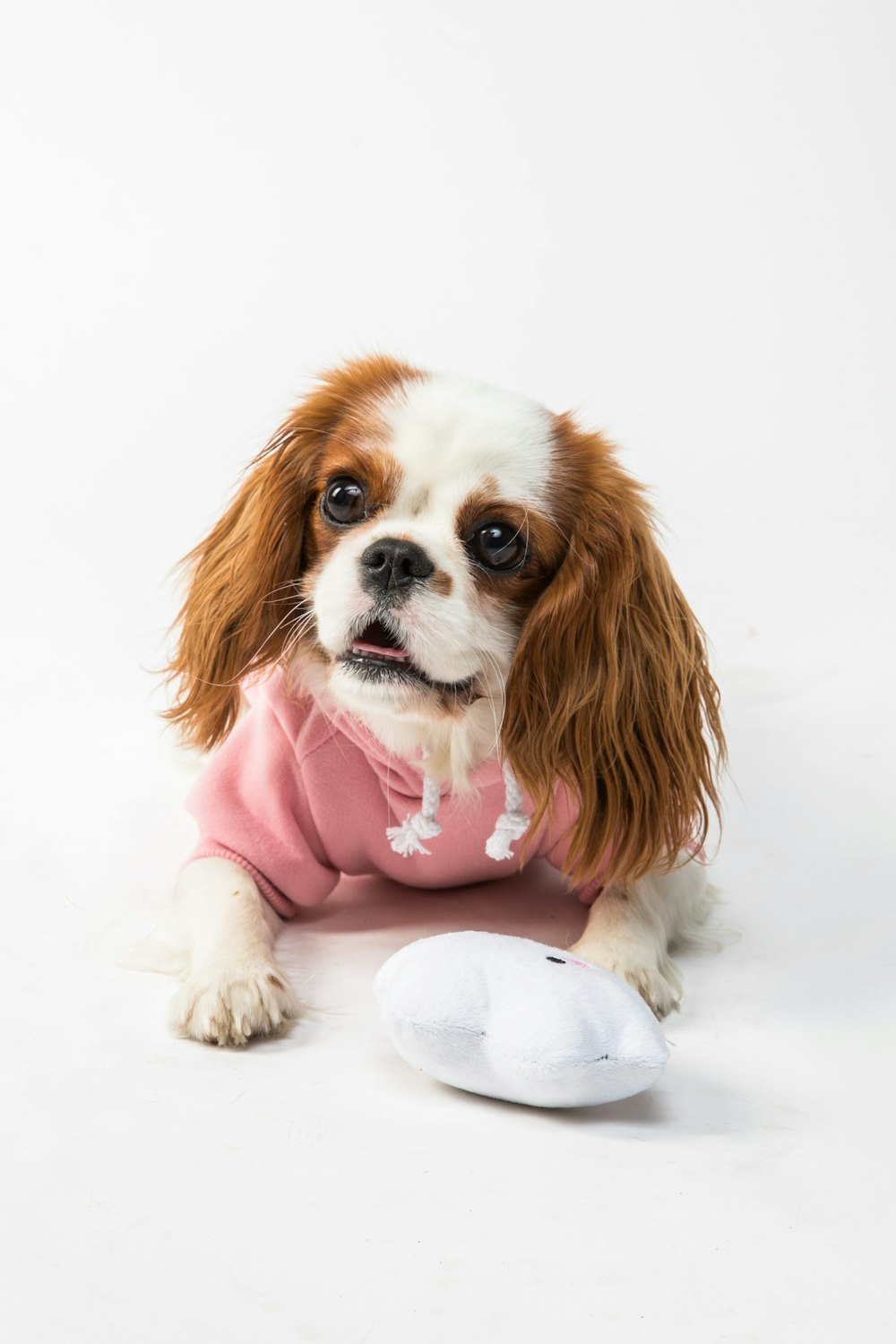 white and brown long coated small dog