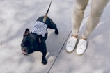 A small black dog, possibly a French Bulldog, is on a leash and wearing a blue and white striped accessory or bag on its back. The dog is looking up with its mouth slightly open. Next to the dog are the legs and feet of a person wearing white sneakers and beige pants, standing on a concrete surface.