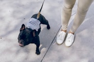 A small black dog, possibly a French Bulldog, is on a leash and wearing a blue and white striped accessory or bag on its back. The dog is looking up with its mouth slightly open. Next to the dog are the legs and feet of a person wearing white sneakers and beige pants, standing on a concrete surface.