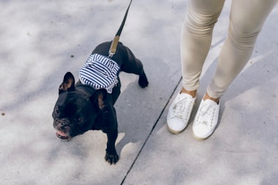 A small black dog, possibly a French Bulldog, is on a leash and wearing a blue and white striped accessory or bag on its back. The dog is looking up with its mouth slightly open. Next to the dog are the legs and feet of a person wearing white sneakers and beige pants, standing on a concrete surface.