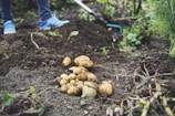 Potatoes are freshly dug out of the soil in a garden setting. A pair of legs wearing blue shoes is visible, suggesting someone is engaged in harvesting. A gardening tool lies nearby, surrounded by green plants and dark soil.