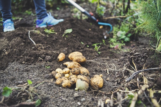 Potatoes are freshly dug out of the soil in a garden setting. A pair of legs wearing blue shoes is visible, suggesting someone is engaged in harvesting. A gardening tool lies nearby, surrounded by green plants and dark soil.