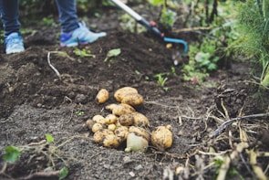 Potatoes are freshly dug out of the soil in a garden setting. A pair of legs wearing blue shoes is visible, suggesting someone is engaged in harvesting. A gardening tool lies nearby, surrounded by green plants and dark soil.