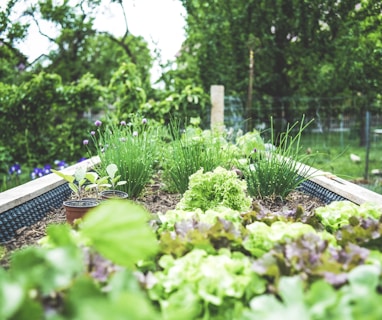 green plants on black metal train rail during daytime