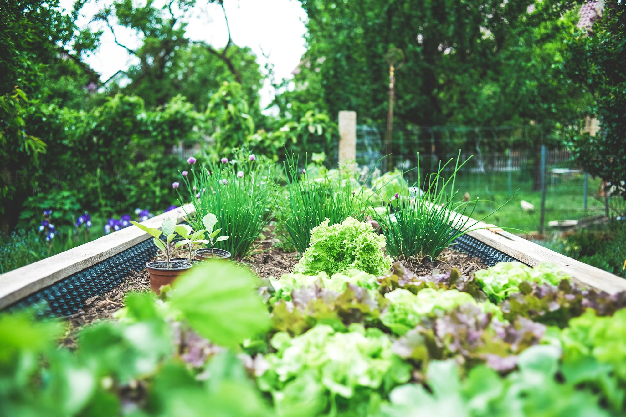 Urban Gardening in raised bed – herbs and salad breeding upbringing. Self supply & self-sufficiency. - wornbee.com