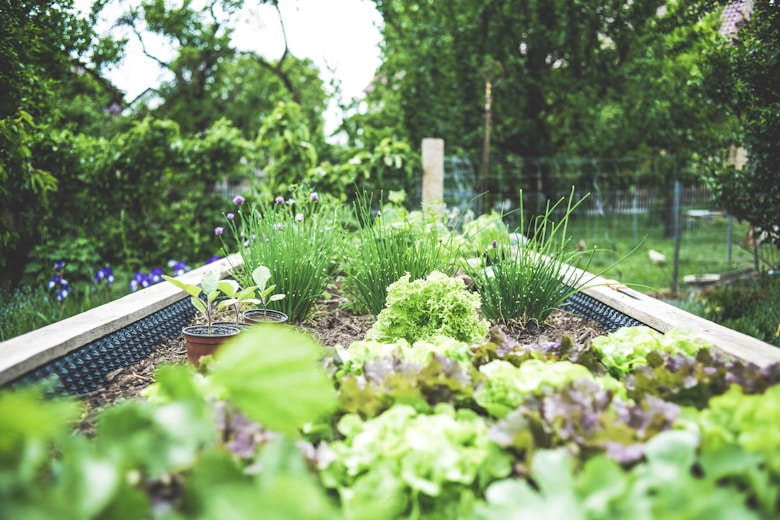 Garden beds prepared for seasonal transition with mulch and new plantings