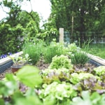 green plants on black metal train rail during daytime